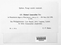 Elsinoe canavaliae image